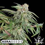 Kera Seeds Premium Diesel