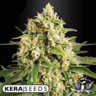 Kera Seeds Skunk