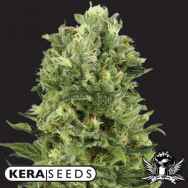 Kera Seeds White Thunder