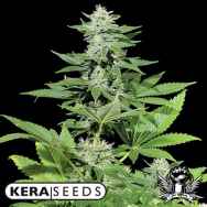 Kera Seeds White Widow