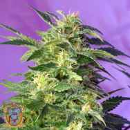 Sweet Seeds AUTO Killer Kush