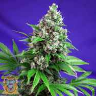 Sweet Seeds Killer Kush F1 Fast Version