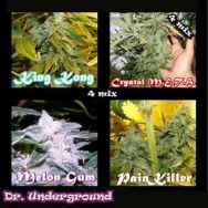 Dr. Underground Seeds Surprise Killer Mix