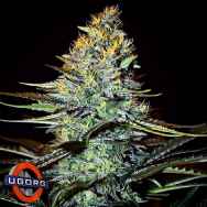 Underground Originals Seeds Killerskunk