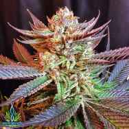 Exotic Genetix Seeds Kimbo Kush