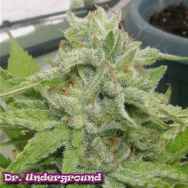 Dr. Underground Seeds King Kong