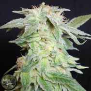 Seedism Seeds King Kush