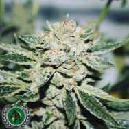 DarkHorse Genetics Seeds Kings Banner