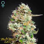 Green House Seeds King's Kush AUTO CBD