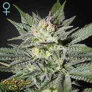 Green House Seeds King's Kush CBD