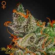 Green House Seeds King's Kush