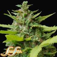 Samsara Seeds Kiss Dragon