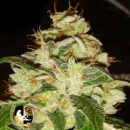 Lady Sativa Genetics Seeds KnightsBridge OG