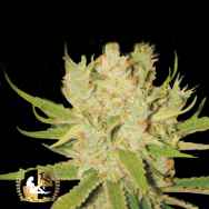 Lady Sativa Genetics Seeds KnightsBridge OG Haze