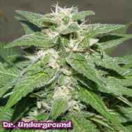 Dr. Underground Seeds Kong 47