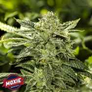 Moxie Seeds Kookies