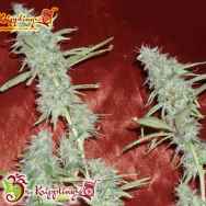 Dr. Krippling Seeds Krippleberry AUTO