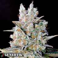 Genehtik Seeds Kritikal Bilbo AUTO