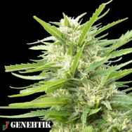 Genehtik Seeds Kritical Bilbo x AK 47