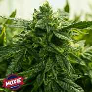 Moxie Seeds Krypto Cookies