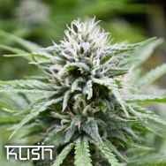 Kush Cannabis Seeds Fire Kush CBD