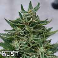 Kush Cannabis Seeds OG Kush CBD