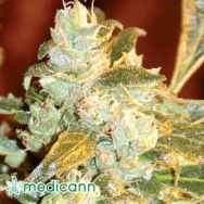 Medicann Seeds Kush Fromage