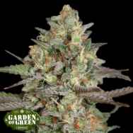 Garden of Green Seeds Kush Mass