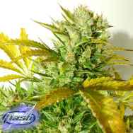 Flash Autoflowering Seeds Kush Van Stich