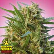 Freedom Seeds Kush #6