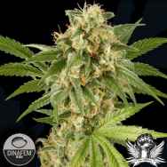 Dinafem Seeds Kush'N'Cheese