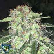 T H Seeds La S.A.G.E. CBD