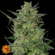 Barneys Farm Seeds LSD