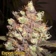 Expert Seeds LSD Poison