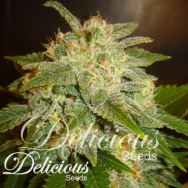 Delicious Seeds La Bella Afrodita Automatic