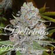 Delicious Seeds La Diva AUTOMATIC