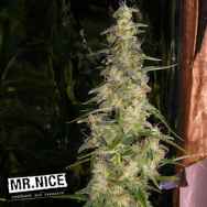 Mr Nice Seeds La Nina