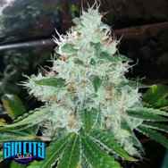 SinCity Seeds Las Vegas Sour Bubba