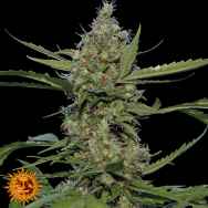 Barneys Farm Seeds Laughing Buddha