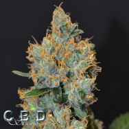 CBD Seeds Lavander