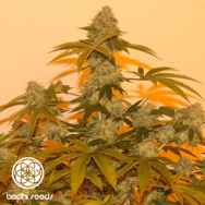 Bodhi Seeds Lazy Lightning