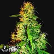 GunJah Seeds Lebanese Haze