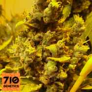 710 Genetics Seeds Lemon AID