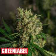 Green Label Seeds Lemon Bud