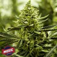 Moxie Seeds Lemon Cake