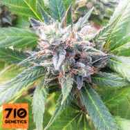 710 Genetics Seeds Lemon Candy