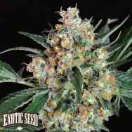 Exotic Seed Lemon Candy