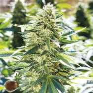 Emerald Triangle Seeds Lemon Diesel