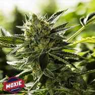 Moxie Seeds Lemon Goji O.G.