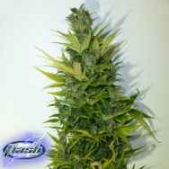 Flash Autoflowering Seeds Lemon Haze